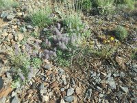 فروش اویشن در گروه خرید و فروش پاجوش گل و گیاه در یکمیوه