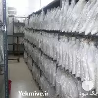 فروش بذر قارچ صدفی در گروه خرید و فروش بذر قارچ در یکمیوه