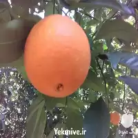 فروش درخت پرتقال تاراکو خونی گلدانی در گروه خرید و فروش نهال پرتقال در یکمیوه