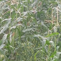 ذرت مکزیکی در گروه خرید و فروش ذرت در یکمیوه