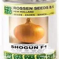 فروش بذر پیاز زرد شوگان shogun در گروه خرید و فروش بذر پیاز در یکمیوه
