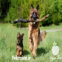 فروش سگ ژرمن شپرد شولاین در کرج در گروه سگ و گربه در یکمیوه