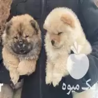 فروش ارائه سگ چاوچاو در تهران در گروه سگ و گربه در یکمیوه