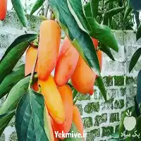 فروش نهال خرمالو در گروه خرید و فروش نهال خرمالو در یکمیوه