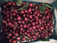 گیلاس سرخ آباد ورسک در فیروزکوه در گروه خرید و فروش گیلاس در یکمیوه