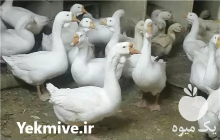 جوجه تخم نطفه دار غاز قوغاز در تهران در گروه انواع تخم ها در یکمیوه -عکس1