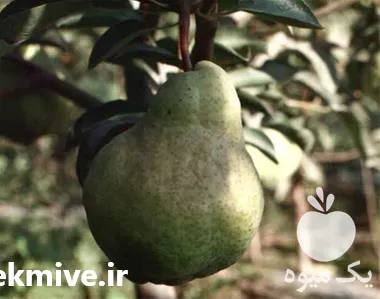 قیمت خرید نهال گلابی پایه کوتاه در تهران در گروه خرید و فروش نهال گلابی در یکمیوه -عکس1