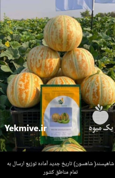 فروش بذر شاهپسند در بستک در گروه خرید و فروش بذر خربزه در یکمیوه -عکس1