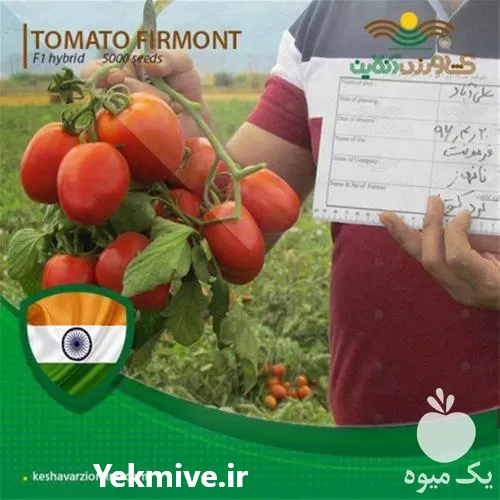بذر گوجه فرنگی ضد ویروس فرمونت در تهران در گروه خرید و فروش بذر گوجه در یکمیوه -عکس1