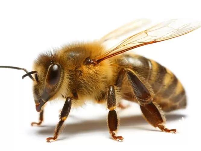 تا صد دوره آموزشی پرورش زنبور در تهران در گروه دوره آموزش کشاورزی در یکمیوه -عکس1