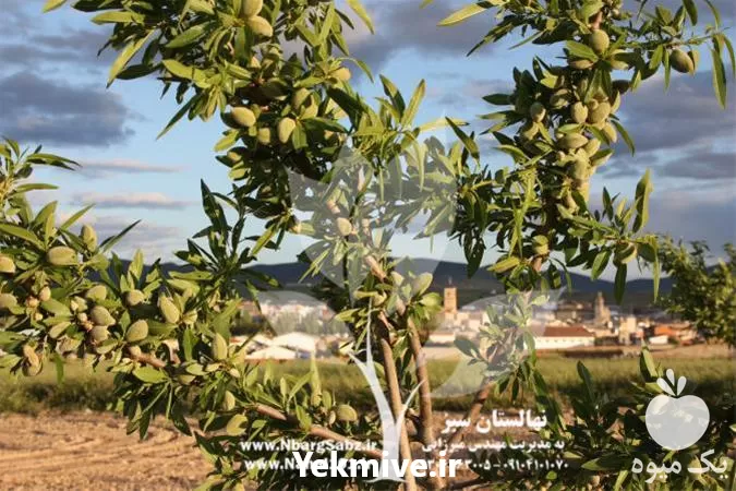 قیمت خرید نهال بادام دیرگل در آذربایجان غربی در گروه خرید و فروش نهال بادام در یکمیوه -عکس1