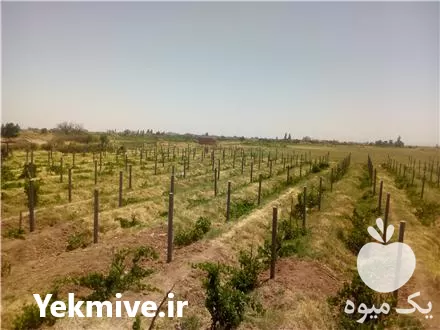 فروش تولید پایه بتنی انگور در قزوین در گروه خرید و فروش فنس در یکمیوه -عکس1