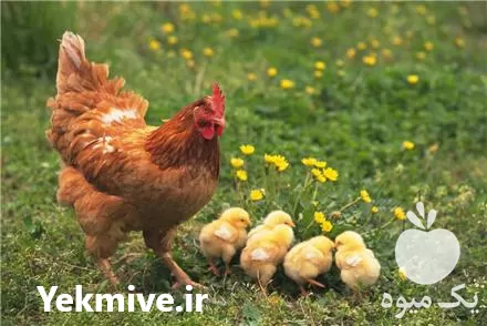 خرید جوجه مرغ بومی یکروزه اصلاح در گروه مرغ و خروس و بوقلمون و اردک قو قاز در یکمیوه -عکس1