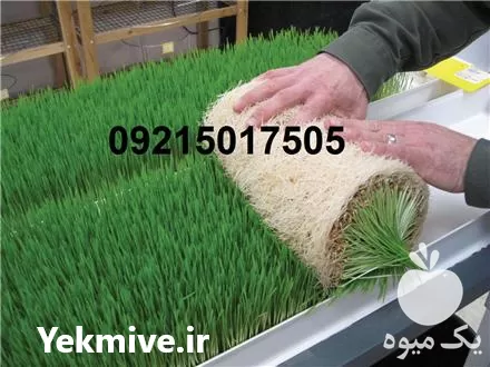 خرید تولید دستگاه خوراک علوفه هیدروپونیک در گروه خوراک دام و طیور در یکمیوه -عکس1