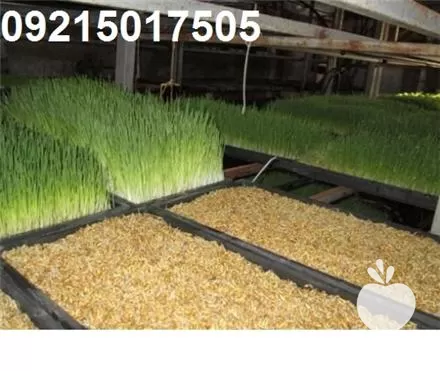 لوازم و تجهیزات دستگاه علوفه هیدروپونیک در تهران در گروه خرید و فروش دستگاه علوفه در یکمیوه -عکس1