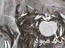 قیمت خرید بچه ماهی سفید در گروه خرید و فروش ماهی سفید در یکمیوه -عکس1