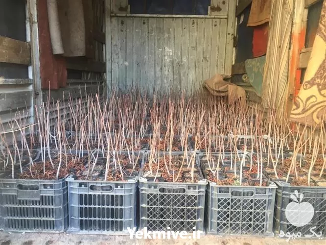 نهال پسته وحشی با بهترین کیفیت در گروه خرید و فروش نهال پسته در یکمیوه -عکس1