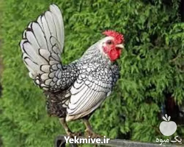 تا صد دوره آموزشی پرورش مرغ در گروه دوره آموزش کشاورزی در یکمیوه -عکس1