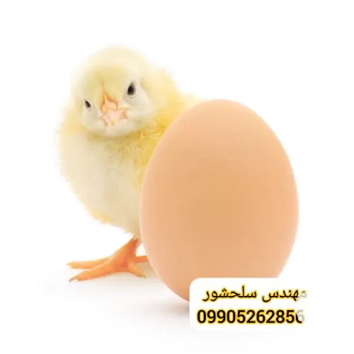 خرید تخم مرغ راس گوشتی تضمینی در همدان در گروه انواع تخم ها در یکمیوه -عکس1