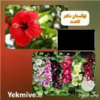 فروش گل ختمی در تهران در گروه خرید و فروش گیاهان دارویی در یکمیوه