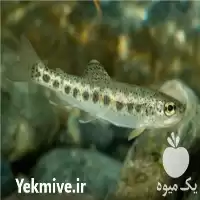 قیمت خرید بچه ماهی قزل الا در کرج در گروه خرید و فروش بچه ماهی در یکمیوه