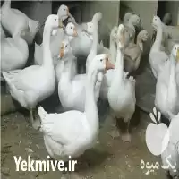 جوجه تخم نطفه دار غاز قوغاز در تهران در گروه انواع تخم ها در یکمیوه