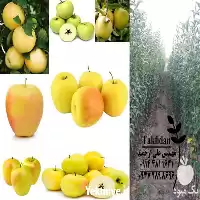 قیمت خرید نهال سیب در گروه خرید و فروش نهال میوه در یکمیوه
