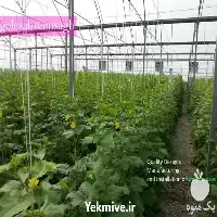 گلخانه ساز گل سبز میثاق در تهران در گروه سازنده در یکمیوه