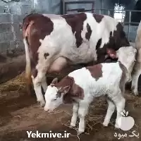 خرید گوساله اصیل جنس سیمینتال آلمان در تهران در گروه گاو و گوسفند و میش و بز کهره گوساله در یکمیوه