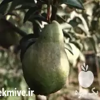 قیمت خرید نهال گلابی پایه کوتاه در تهران در گروه خرید و فروش نهال گلابی در یکمیوه