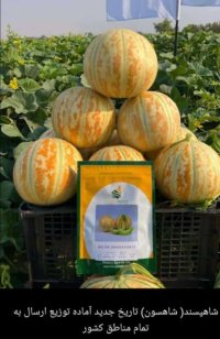 فروش بذر شاهپسند در بستک در گروه خرید و فروش بذر خربزه در یکمیوه