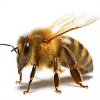 تا صد دوره آموزشی پرورش زنبور در تهران در گروه دوره آموزش کشاورزی در یکمیوه