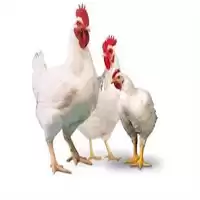 تخم نطفه دار مرغ راس گوشتی در یزد در گروه انواع تخم ها در یکمیوه