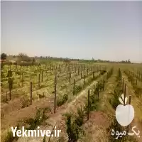 فروش تولید پایه بتنی انگور در قزوین در گروه خرید و فروش فنس در یکمیوه