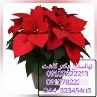 فروش عمده گل بنت قنسول در تهران در گروه خرید و فروش نهالستان در یکمیوه