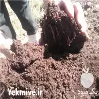 قیمت خرید کود ورمی کمپوست تارلا در بناب در گروه خرید و فروش کود کمپوست در یکمیوه