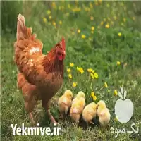 خرید جوجه مرغ بومی یکروزه اصلاح در گروه مرغ و خروس و بوقلمون و اردک قو قاز در یکمیوه