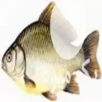 فروش بچه ماهی خاویاری در شیراز در گروه خرید و فروش بچه ماهی در یکمیوه