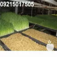 لوازم و تجهیزات دستگاه علوفه هیدروپونیک در تهران در گروه خرید و فروش دستگاه علوفه در یکمیوه