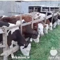 خرید گوساله شیرخوار قطع شیر سیمینتال در گروه گاو و گوسفند و میش و بز کهره گوساله در یکمیوه
