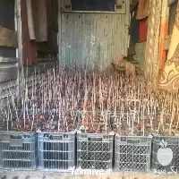 نهال پسته وحشی با بهترین کیفیت در گروه خرید و فروش نهال پسته در یکمیوه