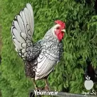 تا صد دوره آموزشی پرورش مرغ در گروه دوره آموزش کشاورزی در یکمیوه