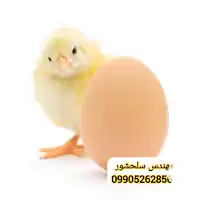 خرید تخم مرغ راس گوشتی تضمینی در همدان در گروه انواع تخم ها در یکمیوه