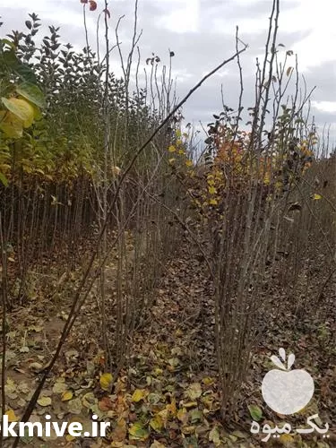 فروش عمده نهال در گروه خرید و فروش نهال میوه در یکمیوه -عکس1