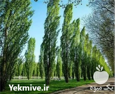 خرید انواع درخت و چوب صنعتی در کرج در گروه خرید و فروش انواع چوب در یکمیوه -عکس1