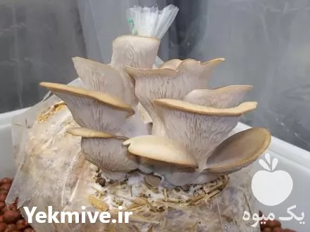 فروش بذرقارچ آریانا در کرج در گروه خرید و فروش بذر قارچ در یکمیوه -عکس1