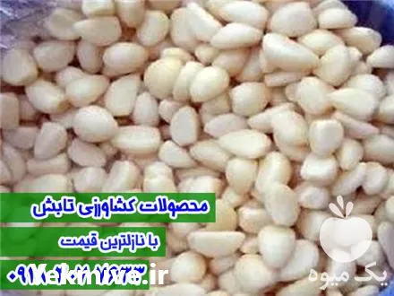 تولید و فروش سیر مروارید همدان در گروه خرید و فروش سیر در یکمیوه -عکس1