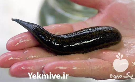 آموزشی صفر تا صد پرورش زالو در تهران در گروه دوره آموزش کشاورزی در یکمیوه -عکس1