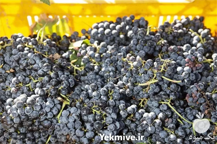 نهال انگور کمیاب قره باغ در آذربایجان غربی در گروه خرید و فروش نهال انگور در یکمیوه -عکس1