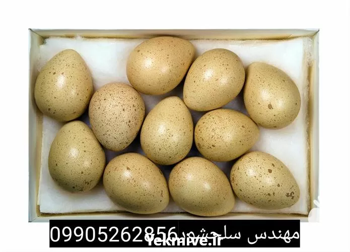 فروش تخم کبک خوراکی در گروه انواع تخم ها در یکمیوه -عکس1